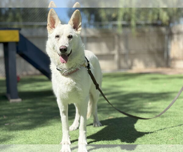 Medium Photo #2 German Shepherd Dog Puppy For Sale in San Diego, CA, USA