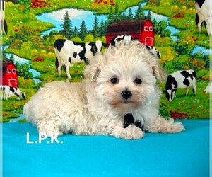 Maltipoo Puppy for sale in WINNSBORO, LA, USA