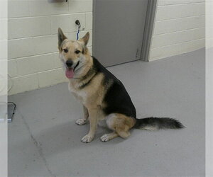 German Shepherd Dog-Unknown Mix Dogs for adoption in Sanford, FL, USA