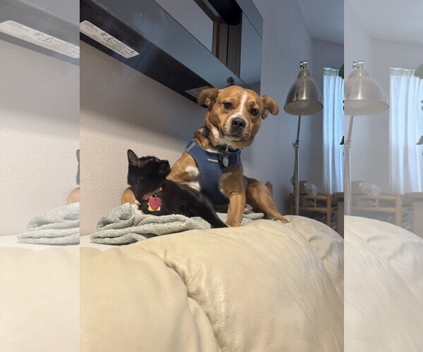 Medium Photo #6 Mutt Puppy For Sale in Aurora, CO, USA