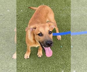 Labrador Retriever Dogs for adoption in Fayetteville, NC, USA