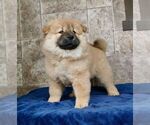 Small Photo #4 Chow Chow Puppy For Sale in NAPPANEE, IN, USA