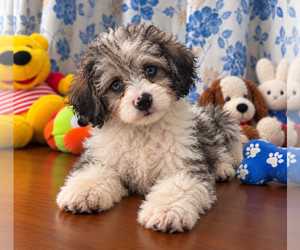 Medium Photo #10 Cockapoo (Miniature) Puppy For Sale in DURHAM, CT, USA