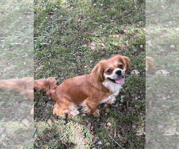 Medium Photo #3 Pekingese-Unknown Mix Puppy For Sale in Boston, MA, USA