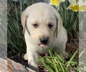 Labrador Retriever Puppy for sale in BLANCHE, NC, USA