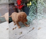 Small Photo #15 Golden Retriever Puppy For Sale in GREENWOOD, WI, USA