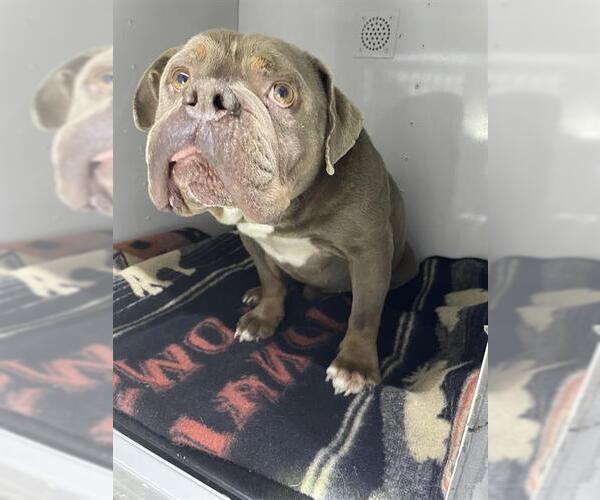 Medium Photo #1 Bulldog Puppy For Sale in Palmetto, FL, USA