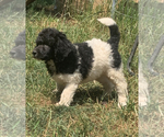Small Photo #12 Poodle (Standard) Puppy For Sale in VENETA, OR, USA