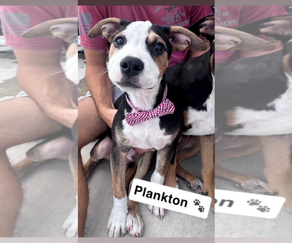 Medium Photo #1 Australian Shepherd-Catahoula Leopard Dog Mix Puppy For Sale in Sandy, UT, USA
