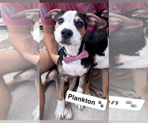 Australian Shepherd-Catahoula Leopard Dog Mix Dogs for adoption in Sandy, UT, USA