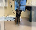 Small German Shepherd Dog