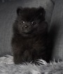 Puppy 7 Pomeranian