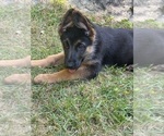 Small #2 German Shepherd Dog