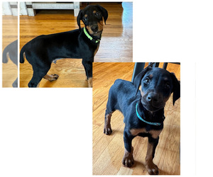 Doberman Pinscher Puppy for sale in CONNELLYS SPG, NC, USA