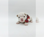 Small Photo #16 French Bulldog Puppy For Sale in PEARLAND, TX, USA