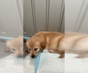 Golden Retriever Puppy for sale in AUSTIN, MN, USA