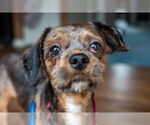 Small #2 Shih Tzu Mix