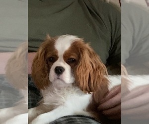 Cavalier King Charles Spaniel Dogs for adoption in MILTON, PA, USA