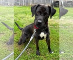 Small #2 Golden Retriever-Great Dane Mix