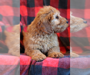 Goldendoodle Puppy for sale in ITASCA, TX, USA