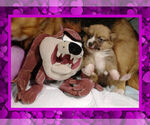 Small Photo #10 Pembroke Welsh Corgi Puppy For Sale in LOGAN, NM, USA