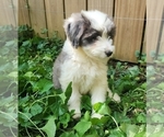 Small #3 Aussiedoodle Miniature 