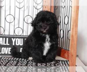 Havanese-Poodle (Toy) Mix Puppy for sale in NAPLES, FL, USA