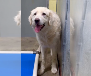 Nona - Female Golden Pyrenees Dog for Adoption - Photo #2