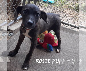 Mutt Dogs for adoption in Hinton, WV, USA