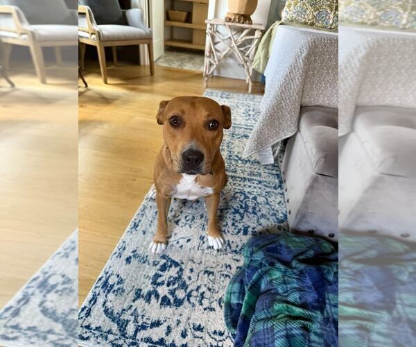 Medium Photo #7 American Staffordshire Terrier-Unknown Mix Puppy For Sale in Arlington, VA, USA