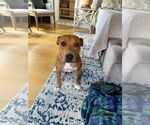 Small #6 American Staffordshire Terrier Mix