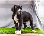 Small #3 Great Dane