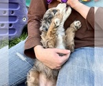 Small #2 Bernedoodle (Miniature)
