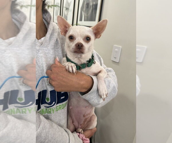 Medium Photo #2 Chihuahua-Unknown Mix Puppy For Sale in Brewster, NY, USA