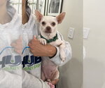 Small #1 Chihuahua Mix