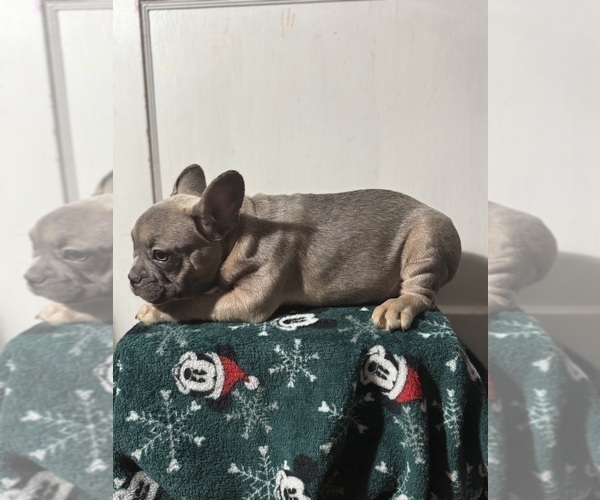 Medium Photo #2 French Bulldog Puppy For Sale in RIVERSIDE, NJ, USA