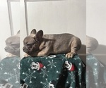 Small #1 French Bulldog