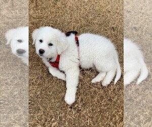 Great Pyrenees Puppy for sale in CAVE SPRINGS, AR, USA