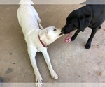 Small Photo #14 Labrador Retriever Puppy For Sale in PALM COAST, FL, USA