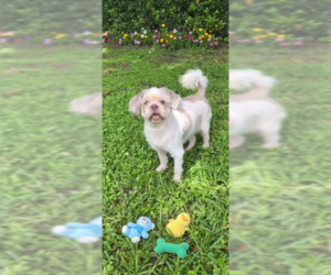 Cosmo - Male Shih Tzu Dog for Adoption - Photo #4