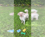 Small #3 Shih Tzu