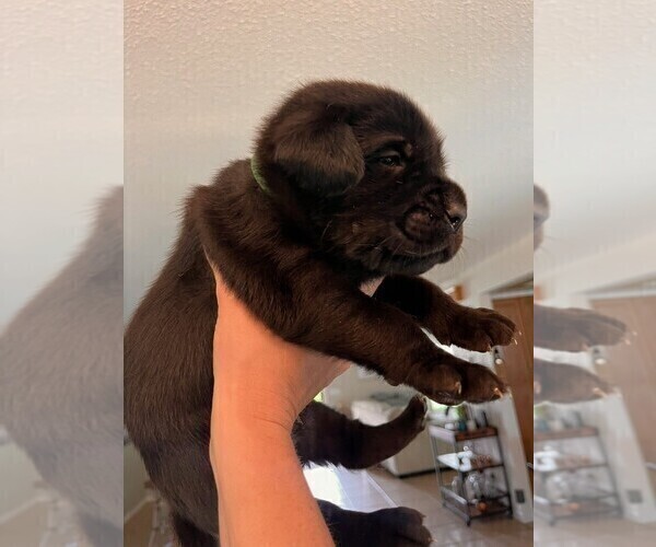 Medium Photo #5 Golden Labrador Puppy For Sale in PORT ORANGE, FL, USA