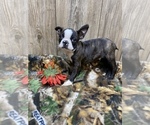 Small Photo #8 Boston Terrier Puppy For Sale in MYRTLE, MO, USA