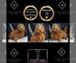 Puppy Bucky F1B Goldendoodle (Miniature)