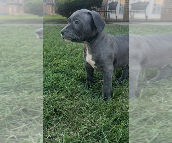 Medium Photo #5 American Bully Puppy For Sale in LEXINGTON, KY, USA
