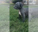 Puppy Remi American Bully