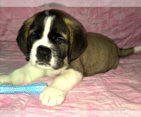 Medium Photo #3 Saint Bernard Puppy For Sale in COLORADO SPRINGS, CO, USA