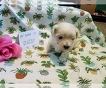 Small Photo #10 Maltipoo (Miniature) Puppy For Sale in BROOKFIELD, MO, USA