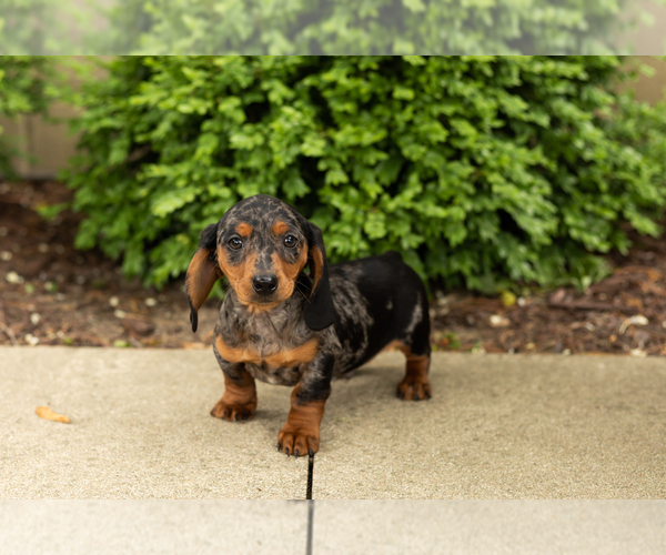 Medium Photo #4 Dachshund Puppy For Sale in BREMEN, IN, USA