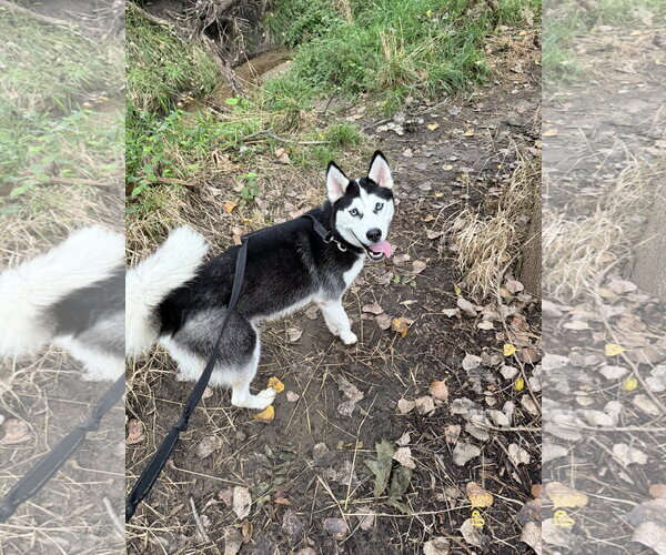 Medium Photo #2 Siberian Husky Puppy For Sale in Williamsburg, IA, USA
